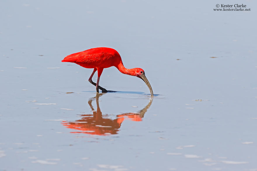 An Amazing Bird I Found In Trinidad And Tobago An Amazing Bird I Found In Trinidad And Tobago