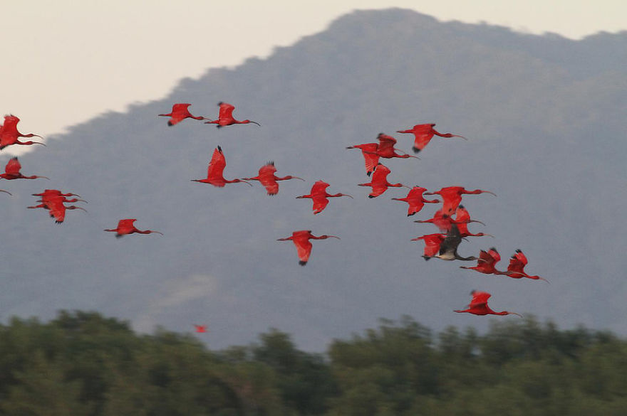 An Amazing Bird I Found In Trinidad And Tobago An Amazing Bird I Found In Trinidad And Tobago