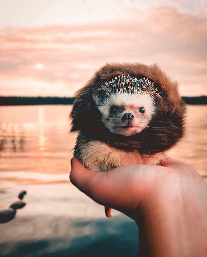 This Lovely Smiling Porcupine Has 1.5 Million Followers On Your Instagram And We Are Sure You Will Be One Of Them Too
