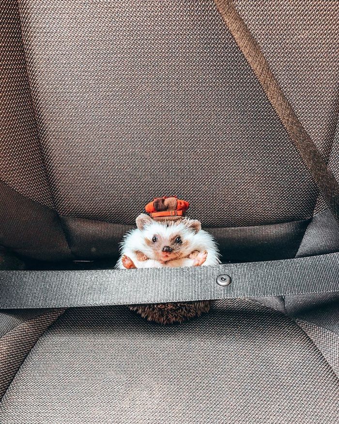 This Lovely Smiling Porcupine Has 1.5 Million Followers On Your Instagram And We Are Sure You Will Be One Of Them Too