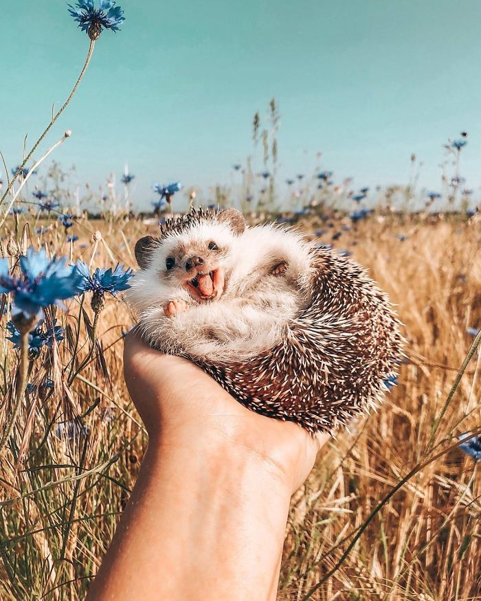 This Lovely Smiling Porcupine Has 1.5 Million Followers On Your Instagram And We Are Sure You Will Be One Of Them Too