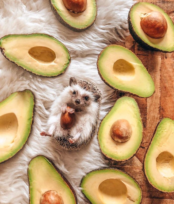 This Lovely Smiling Porcupine Has 1.5 Million Followers On Your Instagram And We Are Sure You Will Be One Of Them Too