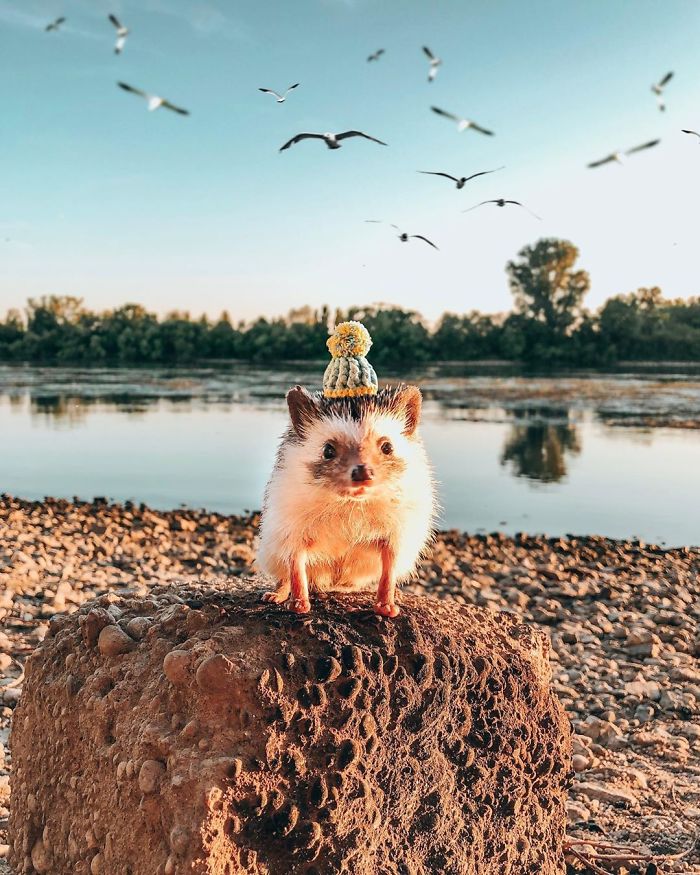 This Lovely Smiling Porcupine Has 1.5 Million Followers On Your Instagram And We Are Sure You Will Be One Of Them Too