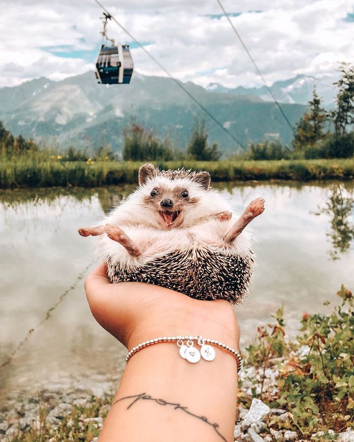 This Lovely Smiling Porcupine Has 1.5 Million Followers On Your Instagram And We Are Sure You Will Be One Of Them Too