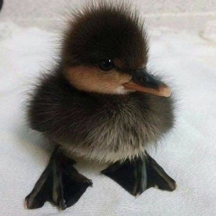 Cute duckling with fluffy feathers and tiny webbed feet sitting on a white surface.
