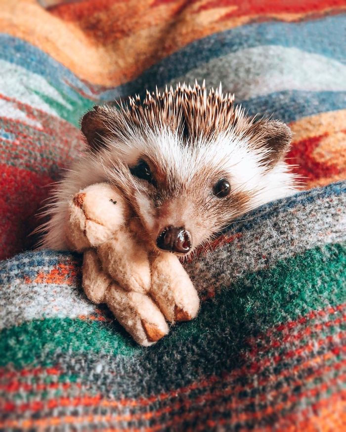 This Lovely Smiling Porcupine Has 1.5 Million Followers On Your Instagram And We Are Sure You Will Be One Of Them Too
