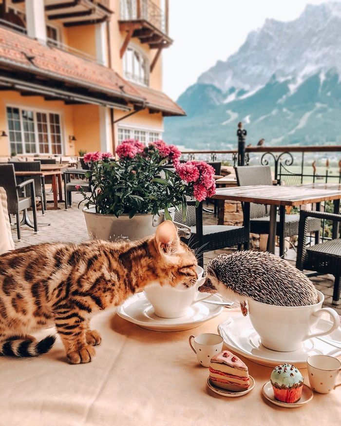 This Lovely Smiling Porcupine Has 1.5 Million Followers On Your Instagram And We Are Sure You Will Be One Of Them Too