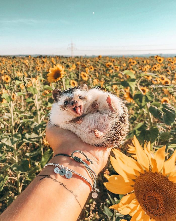 This Lovely Smiling Porcupine Has 1.5 Million Followers On Your Instagram And We Are Sure You Will Be One Of Them Too