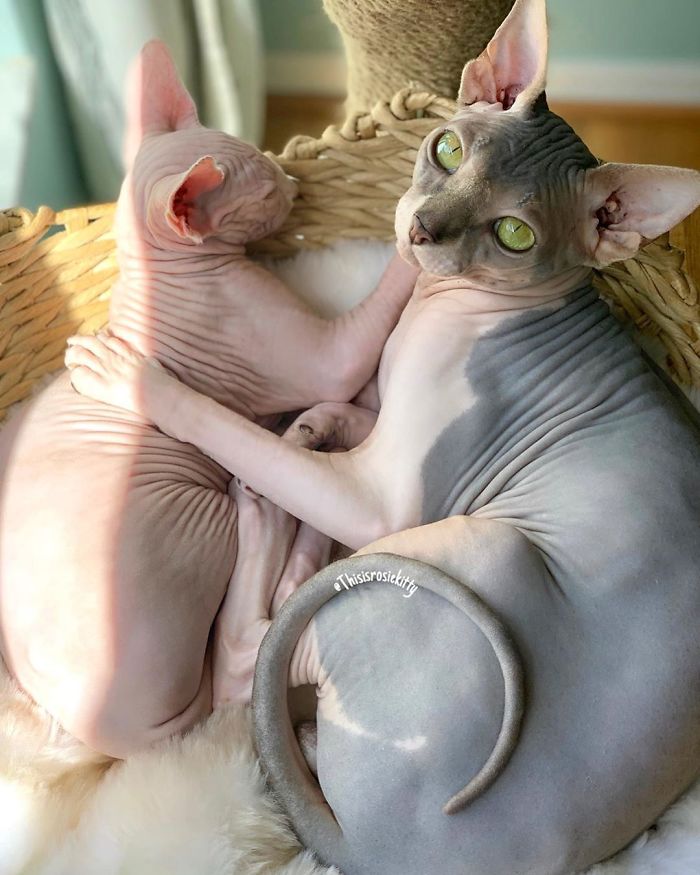 My Daughter Researched That A Sphynx Is The Best Cat For Our Family And Although I Was Hesitant At First, She Was Right My Daughter Researched That A Sphynx Is The Best Cat For Our Family And Although I Was Hesitant At First, She Was Right