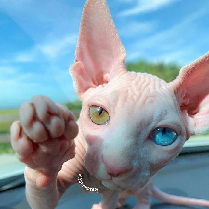 My Daughter Researched That A Sphynx Is The Best Cat For Our Family And Although I Was Hesitant At First, She Was Right My Daughter Researched That A Sphynx Is The Best Cat For Our Family And Although I Was Hesitant At First, She Was Right