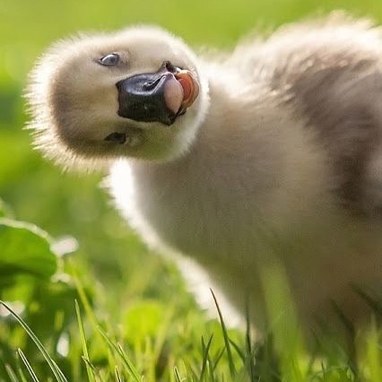 Wholesome-Cute-Duck-Pics