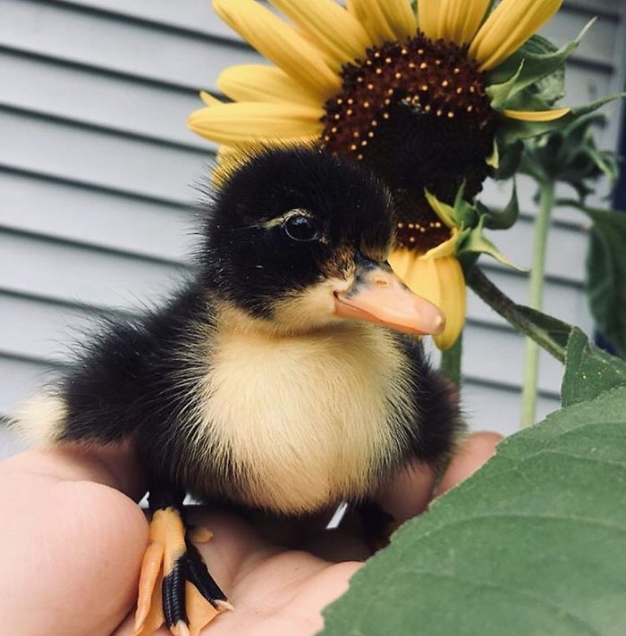Wholesome-Cute-Duck-Pics