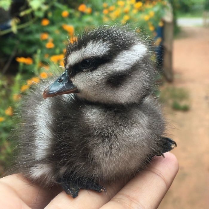 Wholesome-Cute-Duck-Pics