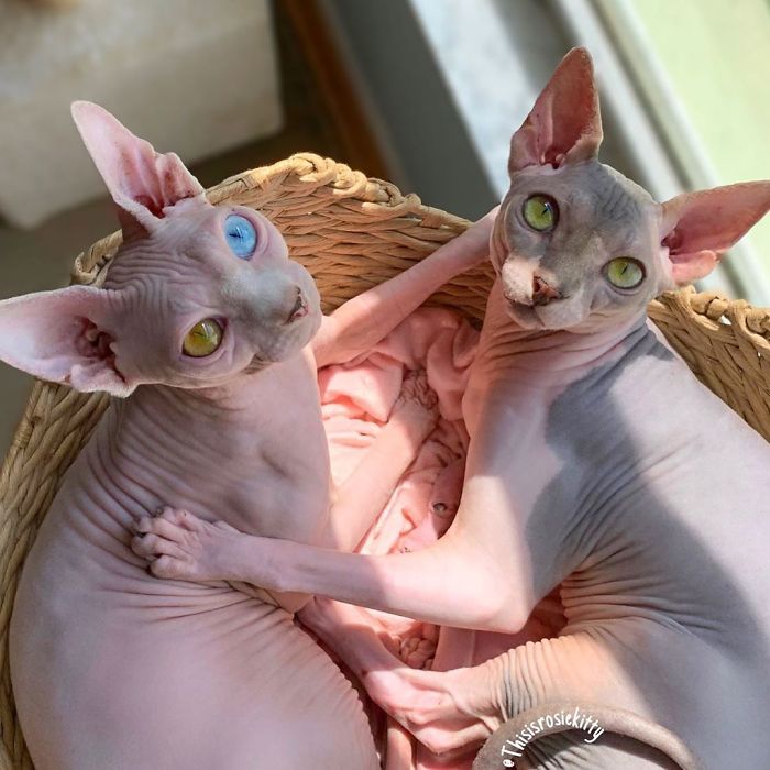 My Daughter Researched That A Sphynx Is The Best Cat For Our Family And Although I Was Hesitant At First, She Was Right My Daughter Researched That A Sphynx Is The Best Cat For Our Family And Although I Was Hesitant At First, She Was Right