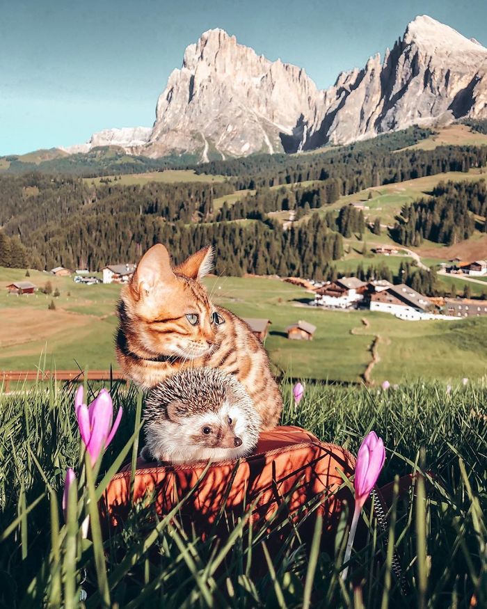 This Lovely Smiling Porcupine Has 1.5 Million Followers On Your Instagram And We Are Sure You Will Be One Of Them Too