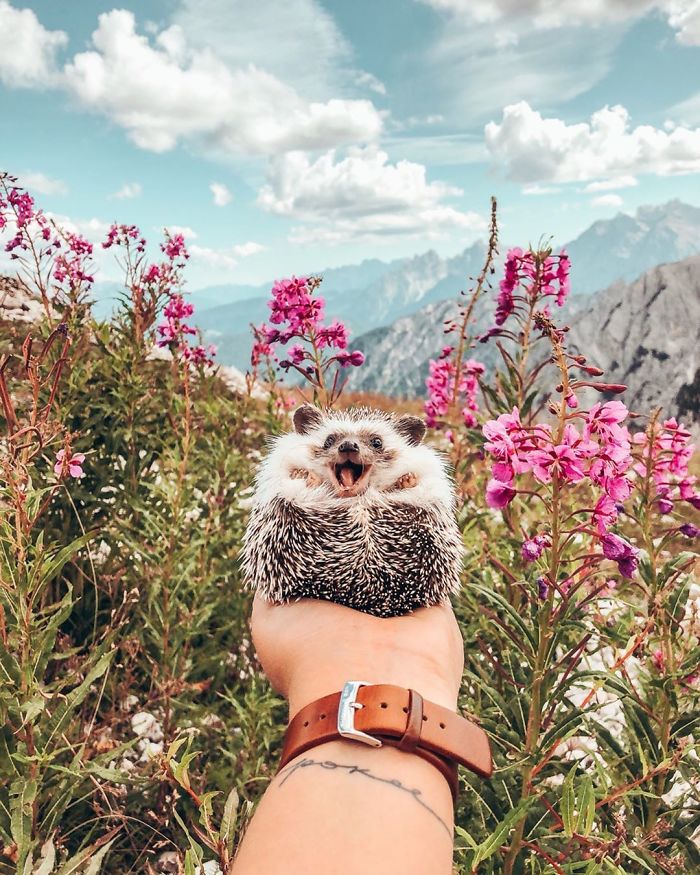 This Lovely Smiling Porcupine Has 1.5 Million Followers On Your Instagram And We Are Sure You Will Be One Of Them Too