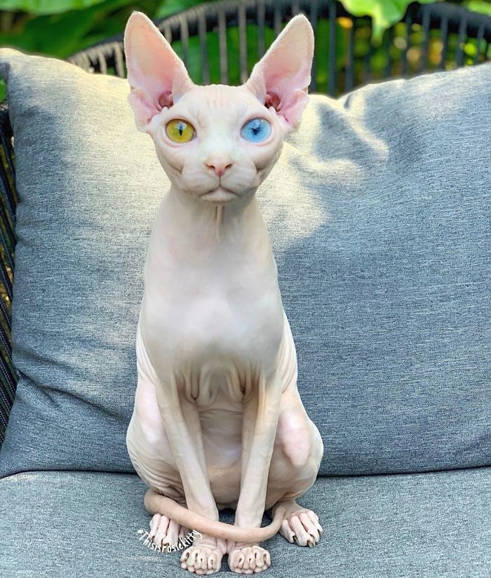 My Daughter Researched That A Sphynx Is The Best Cat For Our Family And Although I Was Hesitant At First, She Was Right My Daughter Researched That A Sphynx Is The Best Cat For Our Family And Although I Was Hesitant At First, She Was Right