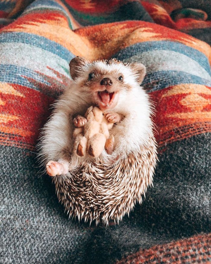 This Lovely Smiling Porcupine Has 1.5 Million Followers On Your Instagram And We Are Sure You Will Be One Of Them Too