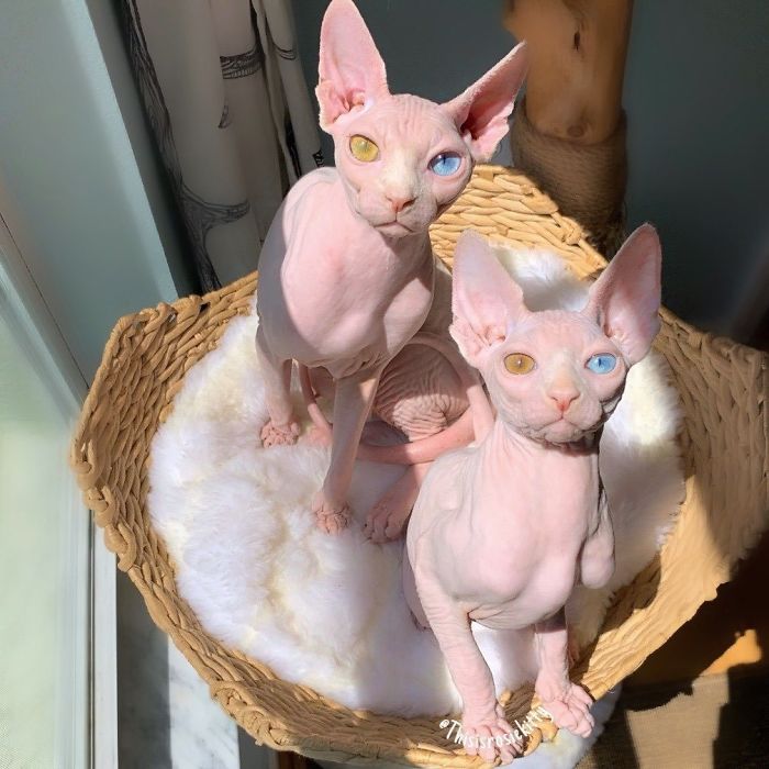 My Daughter Researched That A Sphynx Is The Best Cat For Our Family And Although I Was Hesitant At First, She Was Right My Daughter Researched That A Sphynx Is The Best Cat For Our Family And Although I Was Hesitant At First, She Was Right