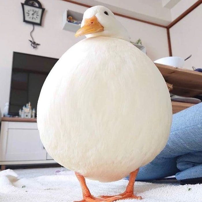 Cute duck standing indoors, looking round and fluffy, enhancing the cozy atmosphere.