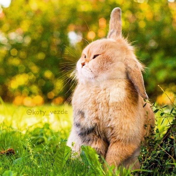 Animals-Photoshopped-Cats-Koty-Vezde