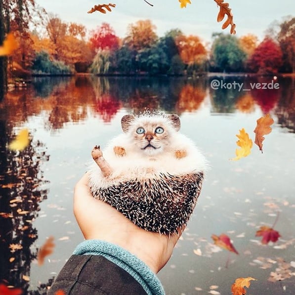 Animals-Photoshopped-Cats-Koty-Vezde