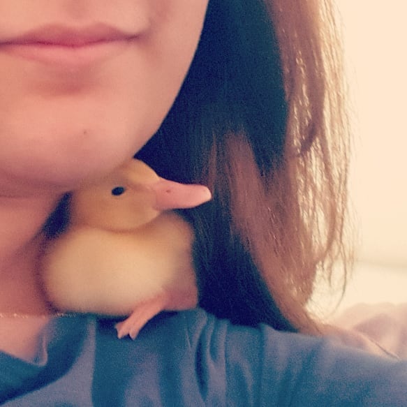 Wholesome-Cute-Duck-Pics