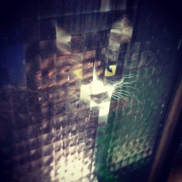 11 Times People Spotted Pixel Cats In Real Life And Just Had To Share