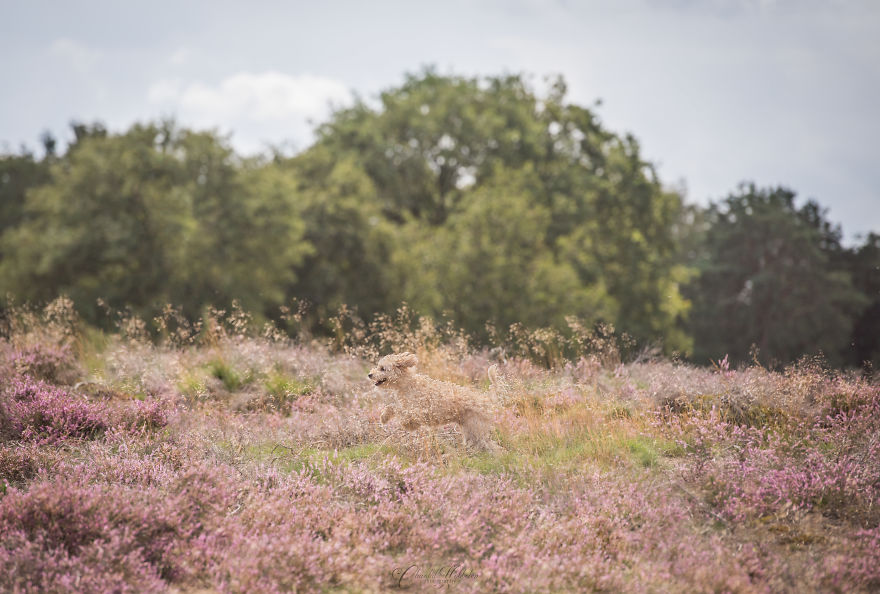 Binky Running Binky Running