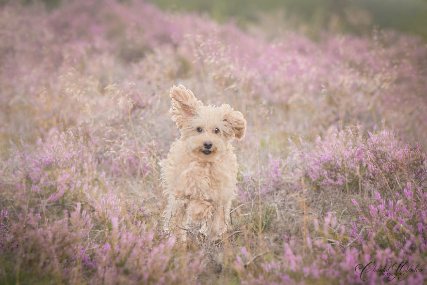 Binky Running Binky Running