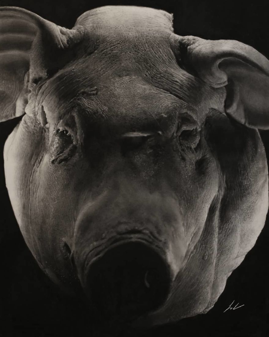 Part One - A Slaughter, 2018