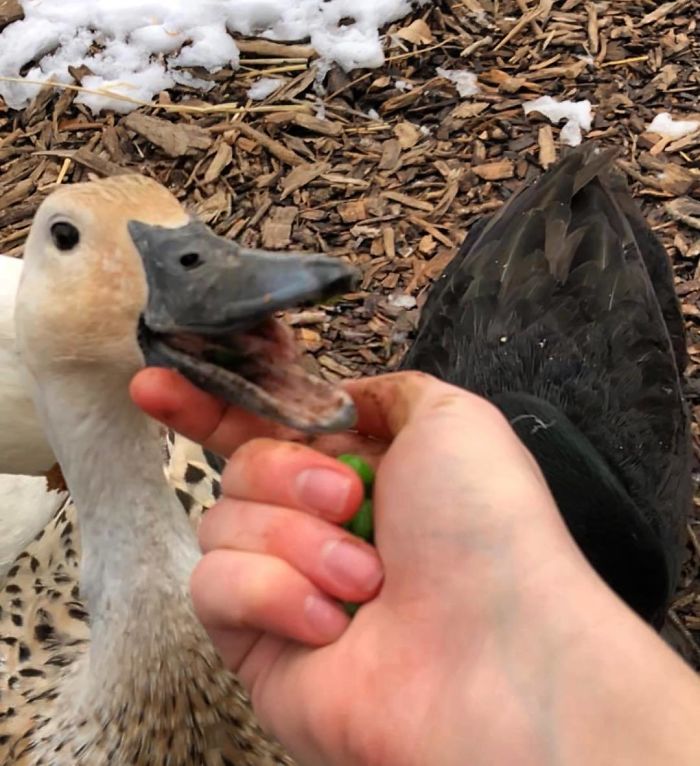 Wholesome-Cute-Duck-Pics