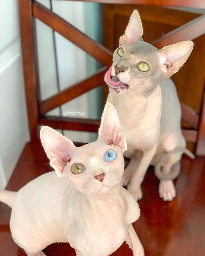 My Daughter Researched That A Sphynx Is The Best Cat For Our Family And Although I Was Hesitant At First, She Was Right My Daughter Researched That A Sphynx Is The Best Cat For Our Family And Although I Was Hesitant At First, She Was Right