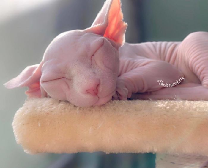 My Daughter Researched That A Sphynx Is The Best Cat For Our Family And Although I Was Hesitant At First, She Was Right My Daughter Researched That A Sphynx Is The Best Cat For Our Family And Although I Was Hesitant At First, She Was Right