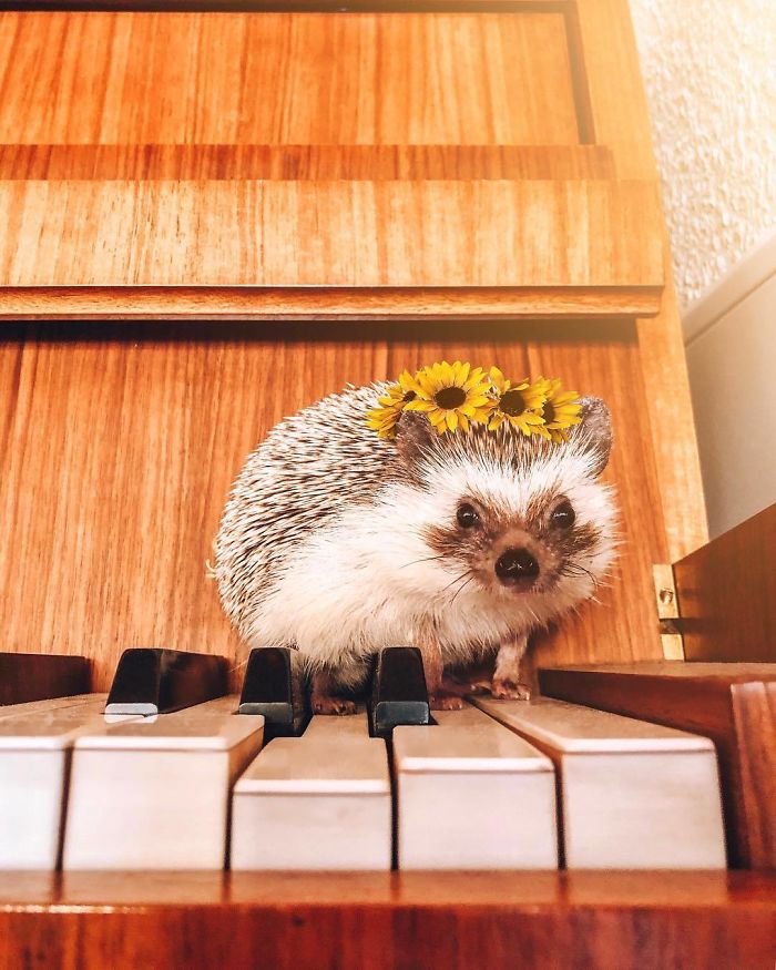 This Lovely Smiling Porcupine Has 1.5 Million Followers On Your Instagram And We Are Sure You Will Be One Of Them Too