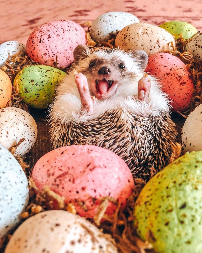This Lovely Smiling Porcupine Has 1.5 Million Followers On Your Instagram And We Are Sure You Will Be One Of Them Too