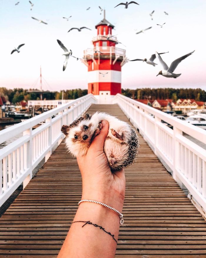 This Lovely Smiling Porcupine Has 1.5 Million Followers On Your Instagram And We Are Sure You Will Be One Of Them Too