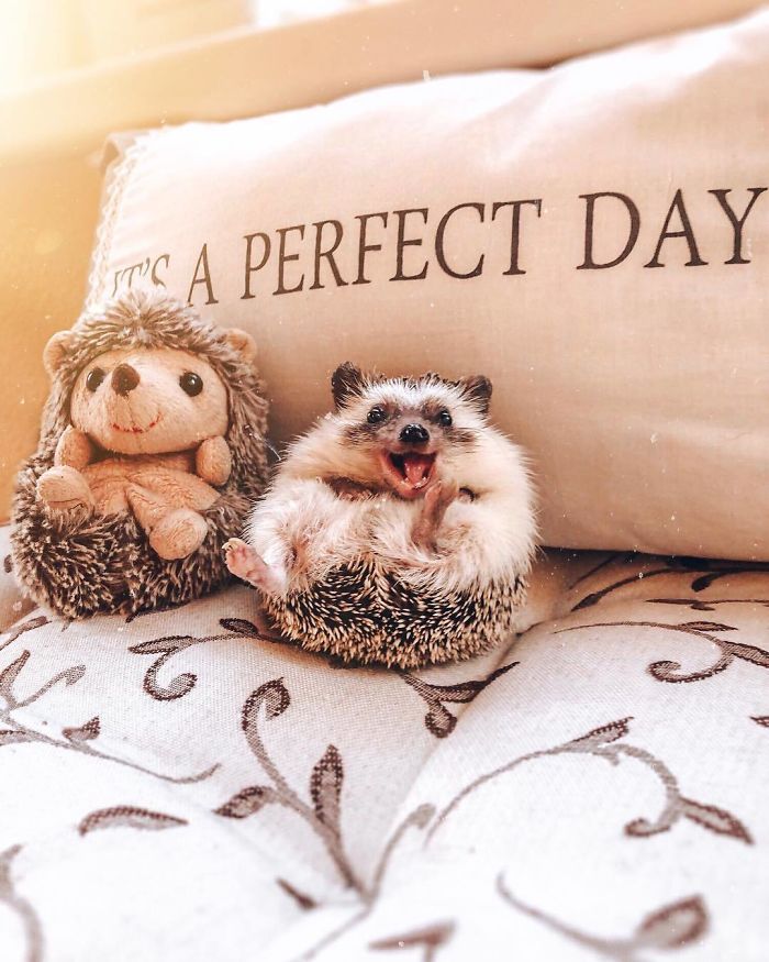This Lovely Smiling Porcupine Has 1.5 Million Followers On Your Instagram And We Are Sure You Will Be One Of Them Too