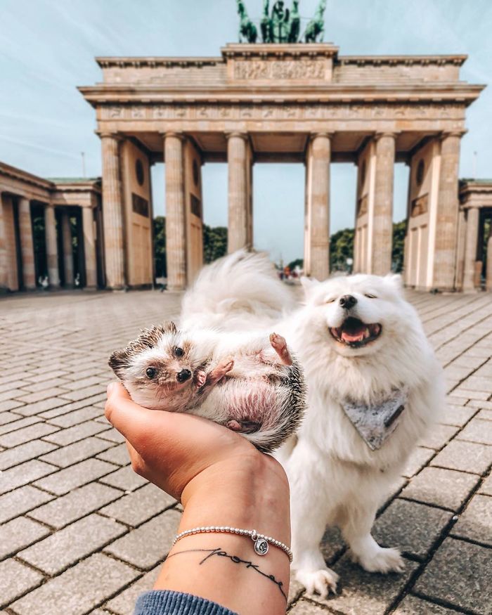 This Lovely Smiling Porcupine Has 1.5 Million Followers On Your Instagram And We Are Sure You Will Be One Of Them Too