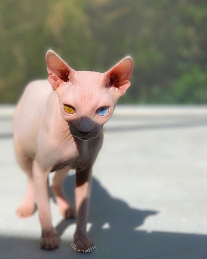 My Daughter Researched That A Sphynx Is The Best Cat For Our Family And Although I Was Hesitant At First, She Was Right My Daughter Researched That A Sphynx Is The Best Cat For Our Family And Although I Was Hesitant At First, She Was Right
