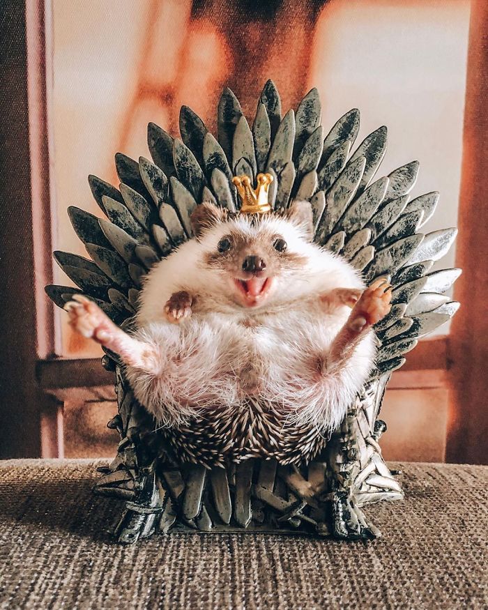This Lovely Smiling Porcupine Has 1.5 Million Followers On Your Instagram And We Are Sure You Will Be One Of Them Too