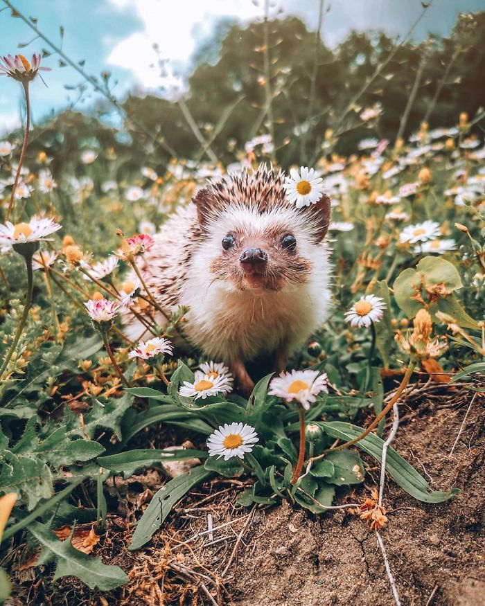 This Lovely Smiling Porcupine Has 1.5 Million Followers On Your Instagram And We Are Sure You Will Be One Of Them Too