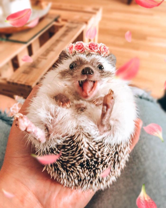 This Lovely Smiling Porcupine Has 1.5 Million Followers On Your Instagram And We Are Sure You Will Be One Of Them Too