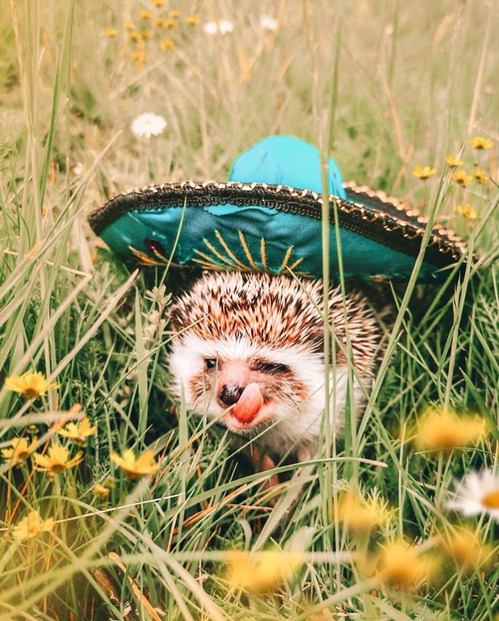 This Lovely Smiling Porcupine Has 1.5 Million Followers On Your Instagram And We Are Sure You Will Be One Of Them Too