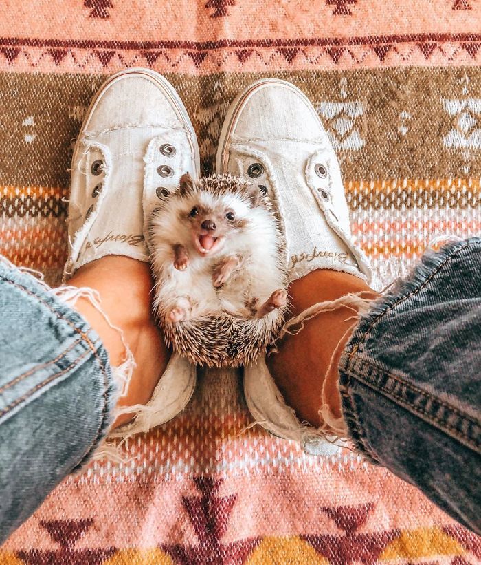 This Lovely Smiling Porcupine Has 1.5 Million Followers On Your Instagram And We Are Sure You Will Be One Of Them Too