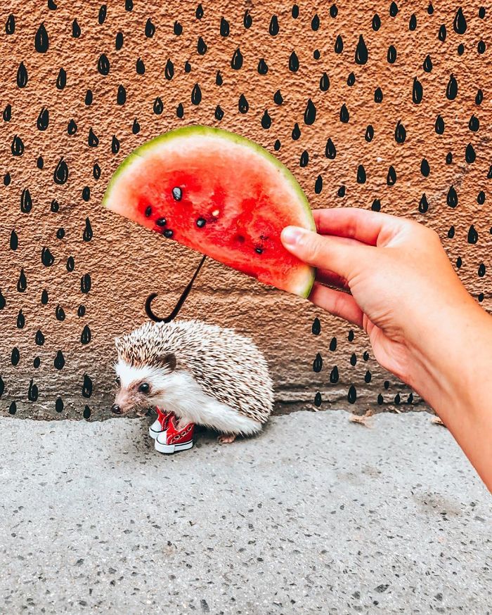 This Lovely Smiling Porcupine Has 1.5 Million Followers On Your Instagram And We Are Sure You Will Be One Of Them Too