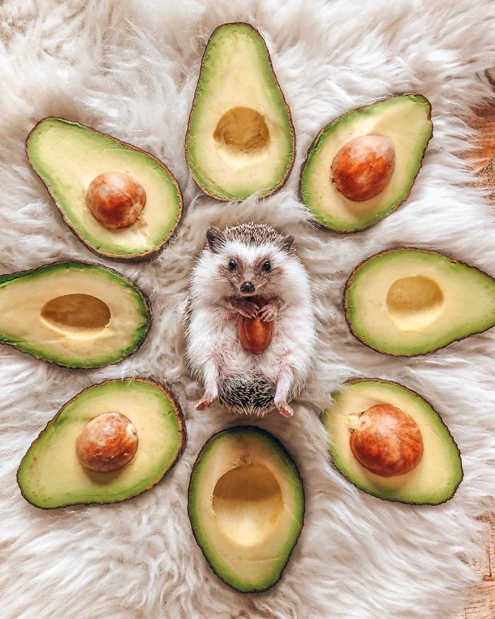 This Lovely Smiling Porcupine Has 1.5 Million Followers On Your Instagram And We Are Sure You Will Be One Of Them Too