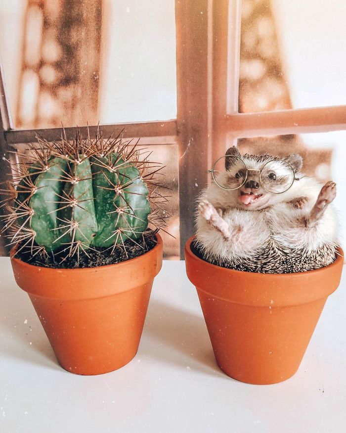 This Lovely Smiling Porcupine Has 1.5 Million Followers On Your Instagram And We Are Sure You Will Be One Of Them Too