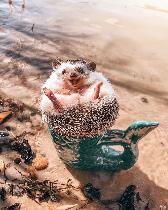 This Lovely Smiling Porcupine Has 1.5 Million Followers On Your Instagram And We Are Sure You Will Be One Of Them Too