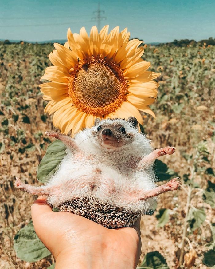 This Lovely Smiling Porcupine Has 1.5 Million Followers On Your Instagram And We Are Sure You Will Be One Of Them Too